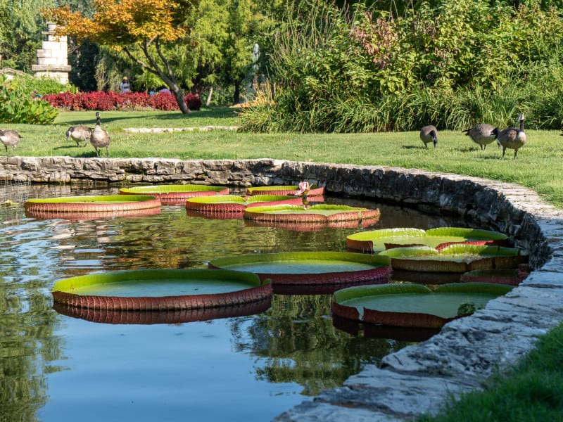 Tower Grove Park Lily Ponds, Northeast Drive, St. Louis, photographed August 2026
