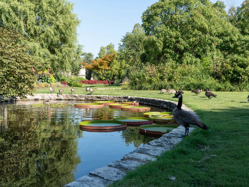 Tower Grove Park Lily Ponds, Northeast Drive, St. Louis, photographed August 2026