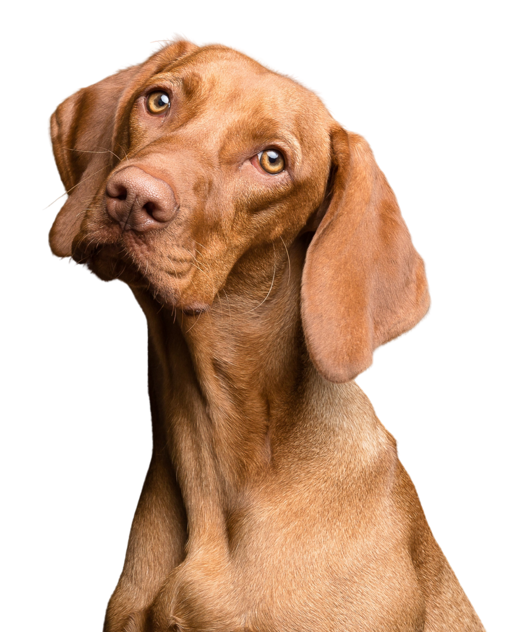 Salacan Dog
