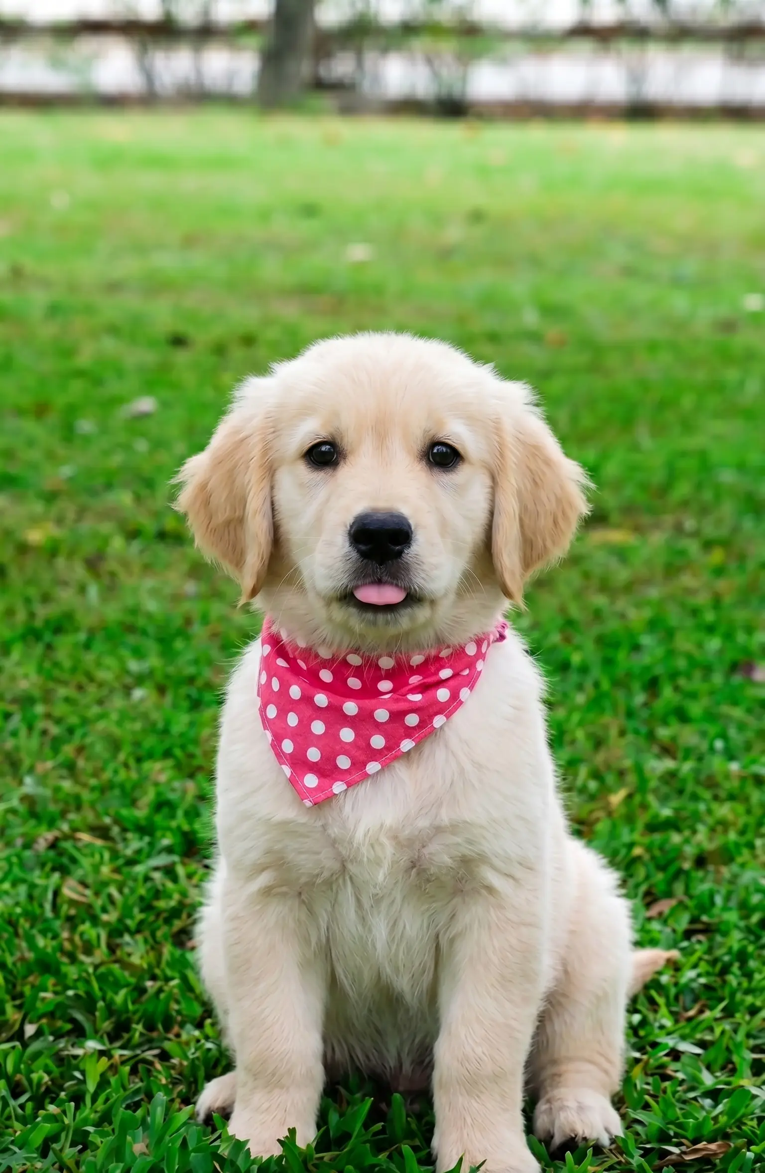 Cachorros