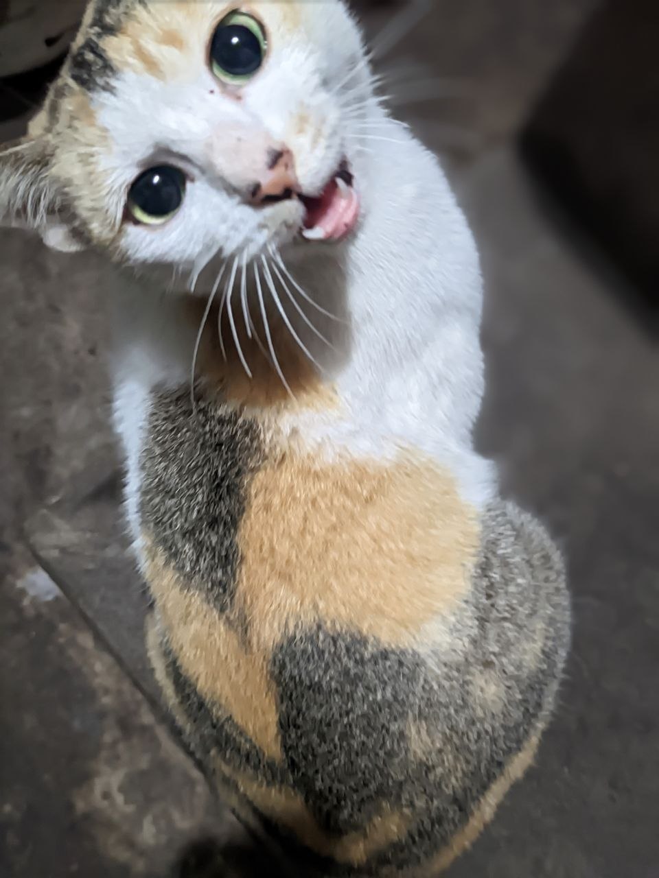 Mòe nhà mình