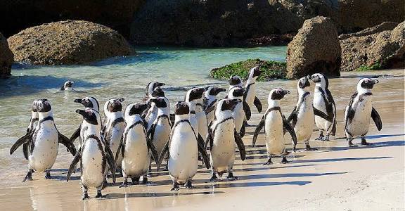 Photo:Shocking collapse of sardine stocks leaves more than sixty thousand African penguins dead– South African Daily”