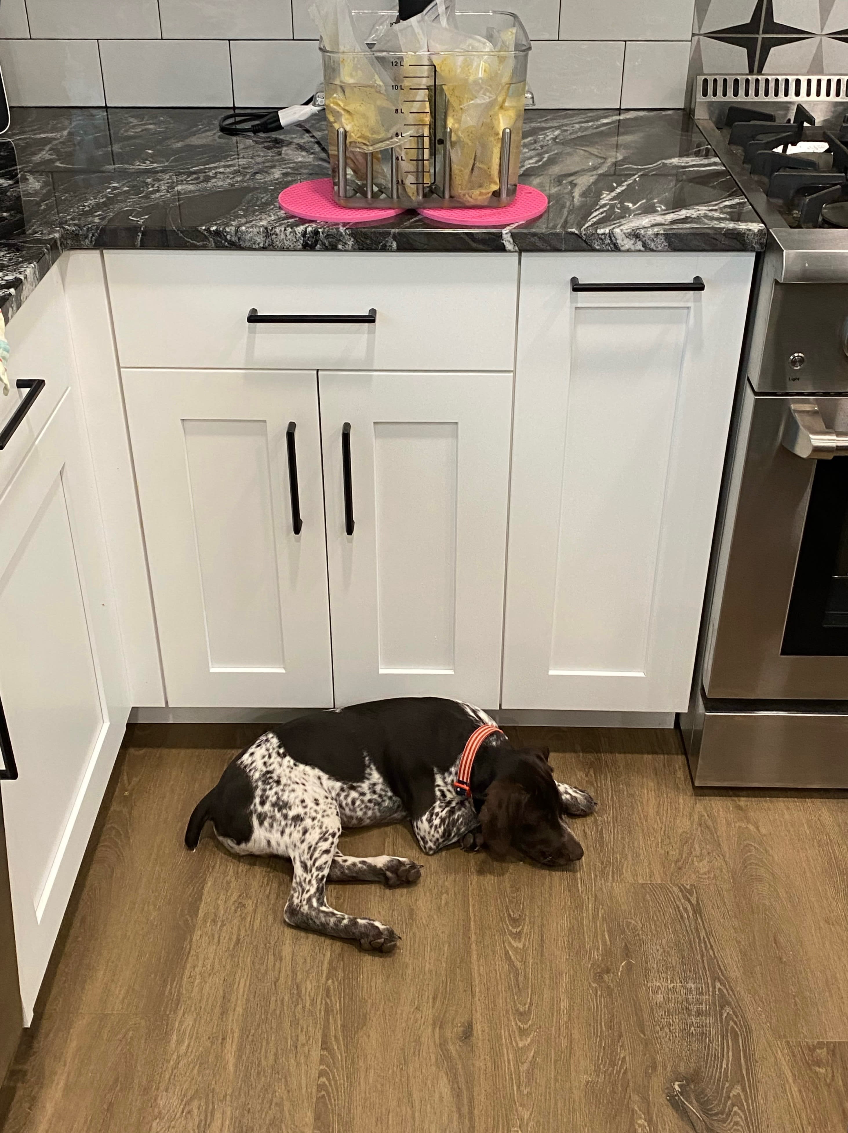 Sous vide setup with dog