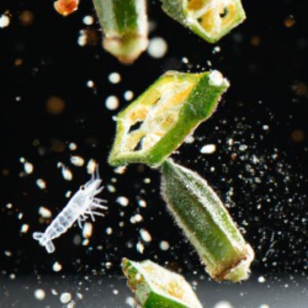 An AI generated image of a shrimp swimming with okra slices