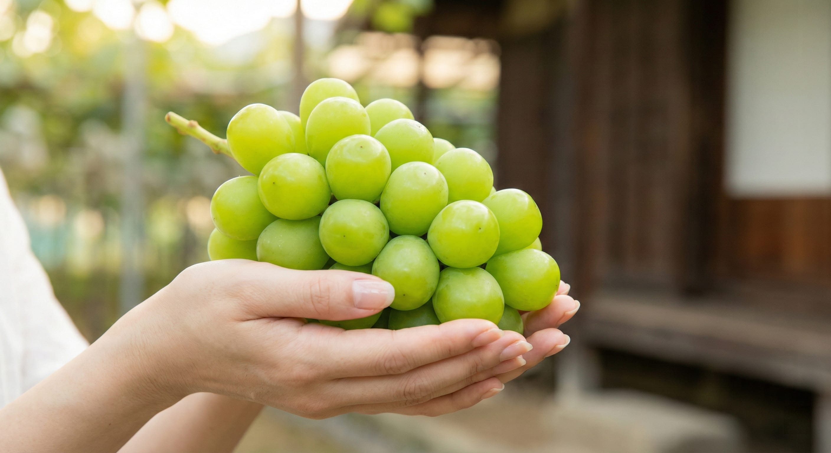 亞歷山大麝香葡萄