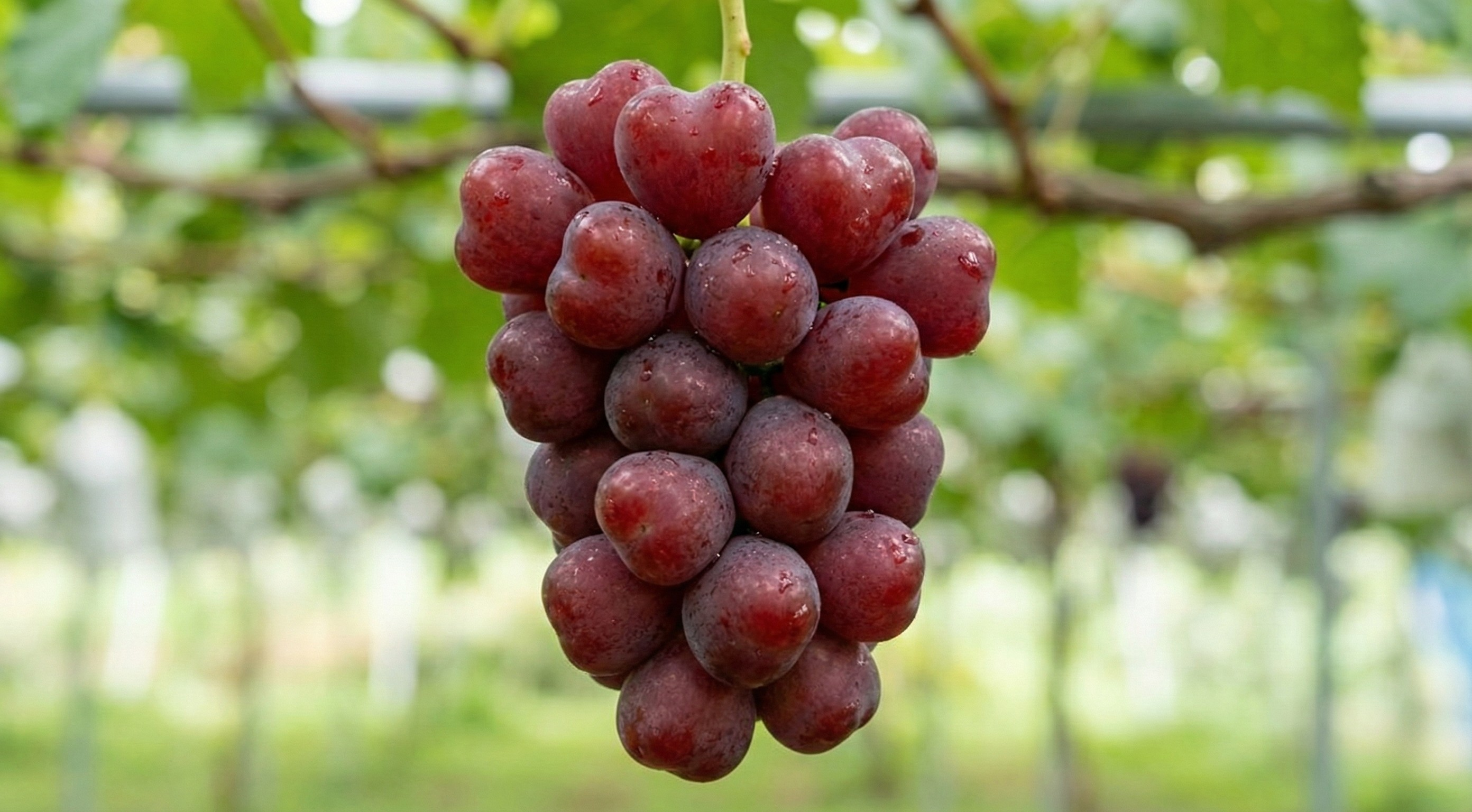 我的心葡萄禮盒