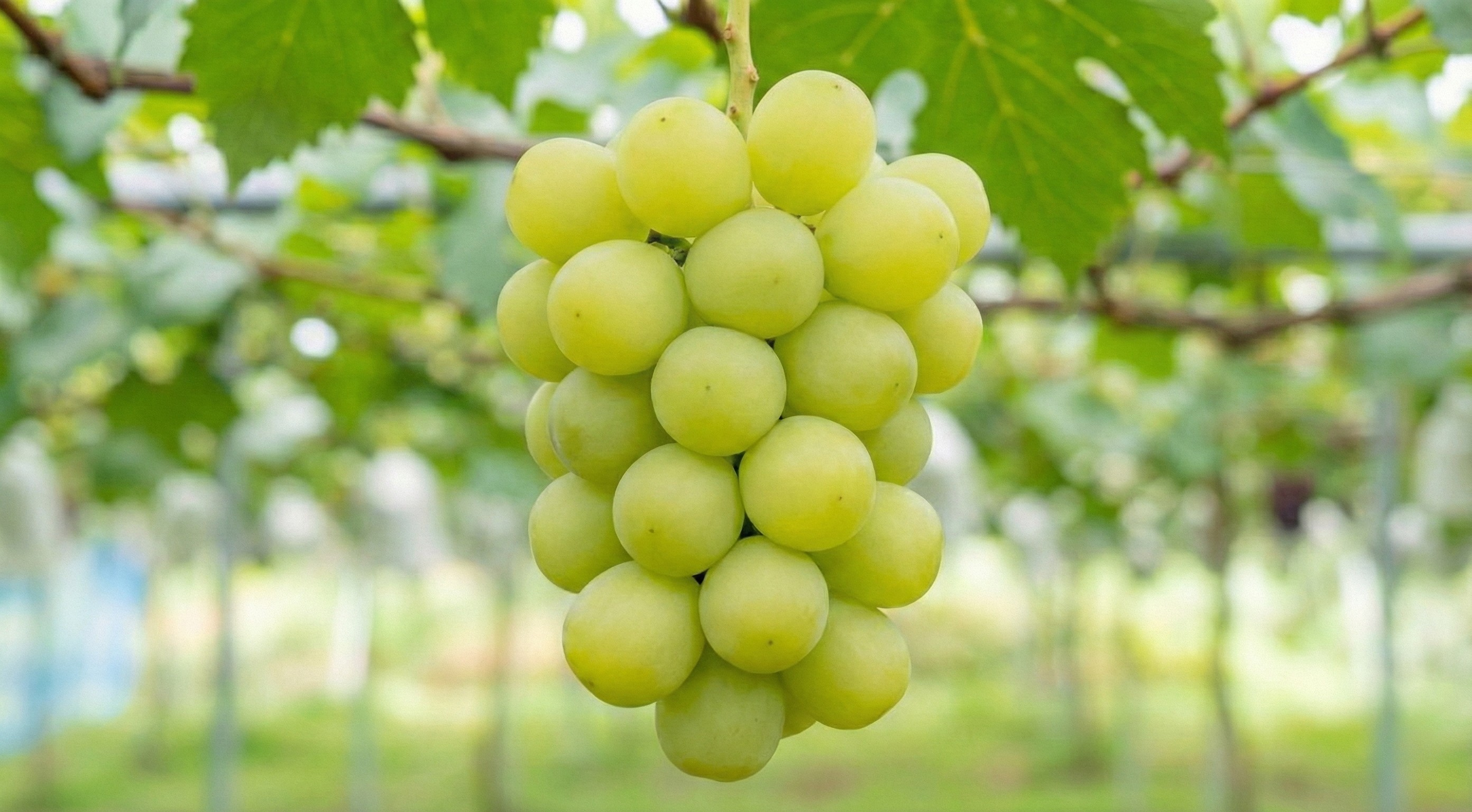 亞歷山大麝香葡萄禮盒