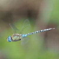 Image from Aeshna affinis album