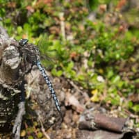 Image from Aeshna caerulea album