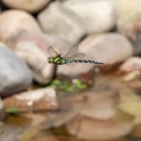 Image from Aeshna cyanea album