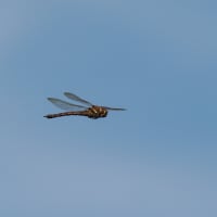 Image from Aeshna grandis album