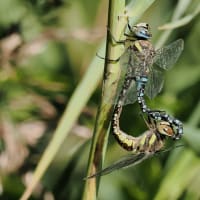 Image from Aeshna mixta album