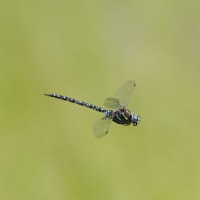 Image from Aeshna subarctica album