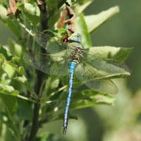 Anax imperator