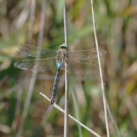 Image from Anax parthenope album