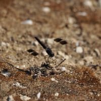 Image from Brachythemis impartita album