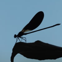 Image from Calopteryx haemorrhoidalis album