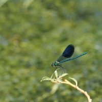 Image from Calopteryx splendens album