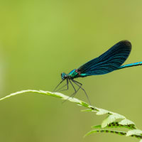Image from Calopteryx virgo album