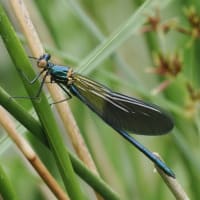 Image from Calopteryx xanthostoma album