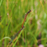 Image from Ceriagrion tenellum album