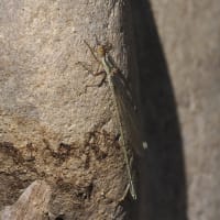 Image from Chalcolestes viridis album