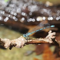 Image from Coenagrion intermedium album