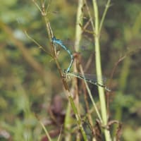 Image from Coenagrion ornatum album