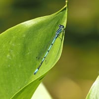 Coenagrion puella