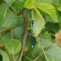 Image from Coenagrion pulchellum album