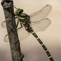 Image from Cordulegaster boltonii album