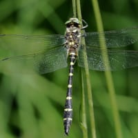 Image from Cordulegaster heros album