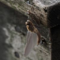 Image from Cordulia aenea album