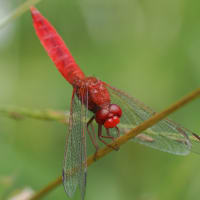 Image from Crocothemis erythraea album