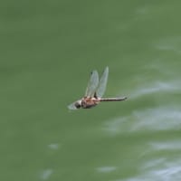 Image from Epitheca bimaculata album