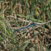 Image from Erythromma lindenii album