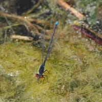 Image from Erythromma viridulum album