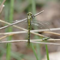 Image from Gomphus graslinii album