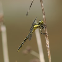 Image from Gomphus pulchellus album