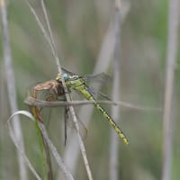 Image from Gomphus simillimus album