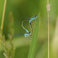Image from Ischnura elegans album