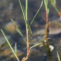 Image from Ischnura graellsii album