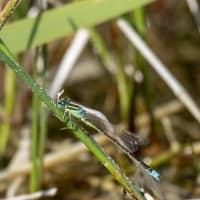 Image from Ischnura pumilio album