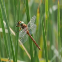 Image from Isoaeshna isoceles album