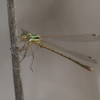 Image from Lestes barbarus album