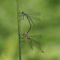 Lestes dryas