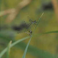 Image from Lestes dryas album