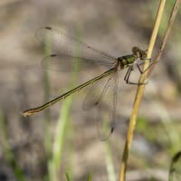 Image from Lestes sponsa album