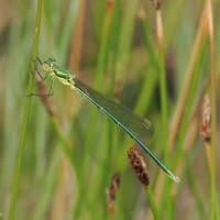 Image from Lestes virens album