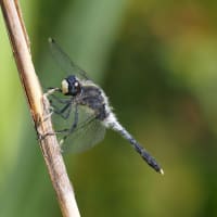 Image from Leucorrhinia albifrons album